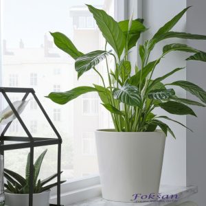 Saksija bela keramička 19 cm